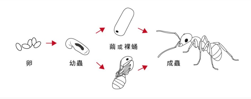 POKI 趣玩盆(感官盆)  讓孩子玩到欲罷不能的感官、認知遊戲