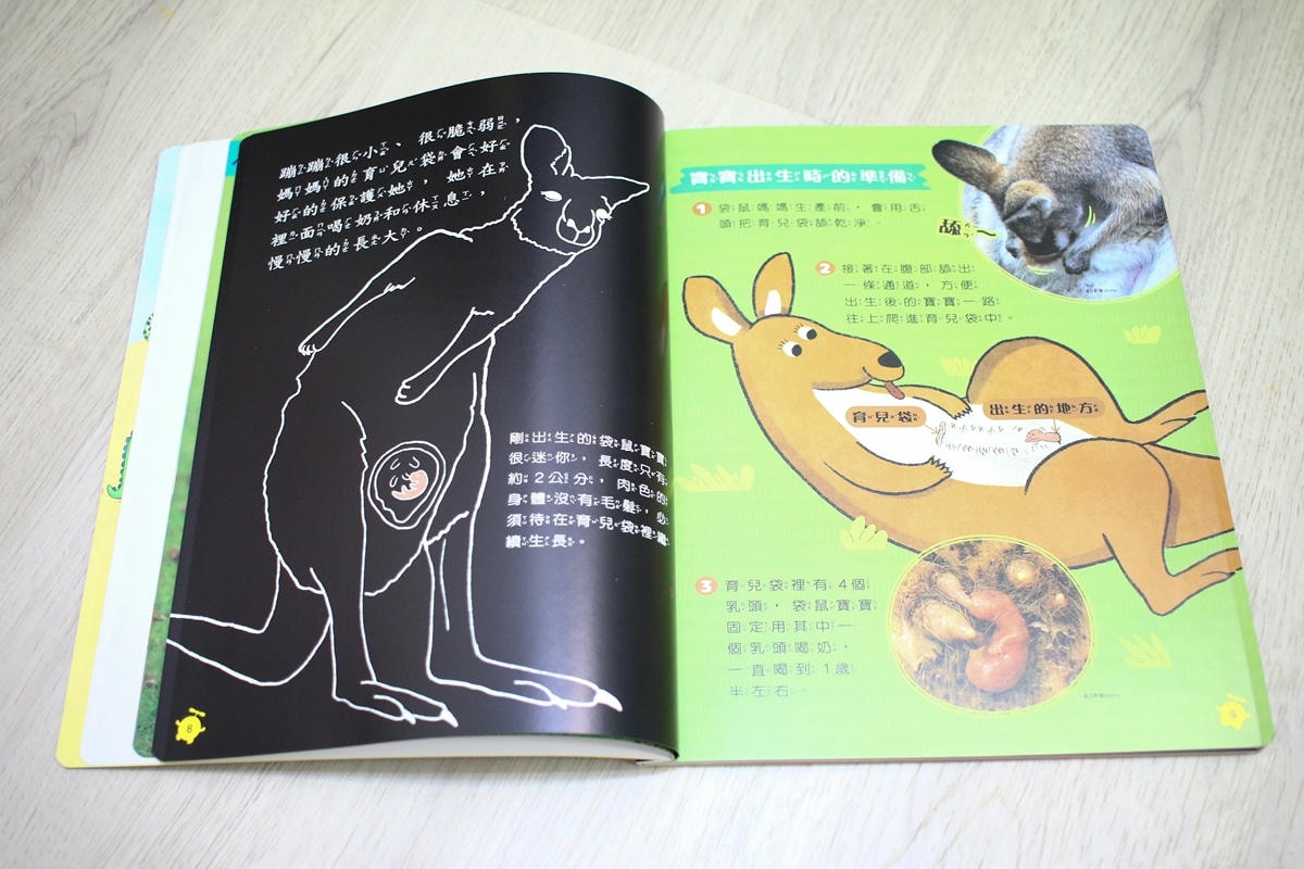 康軒雜誌~學前版、初階版、進階版，「陪伴孩子成長」的優良讀物