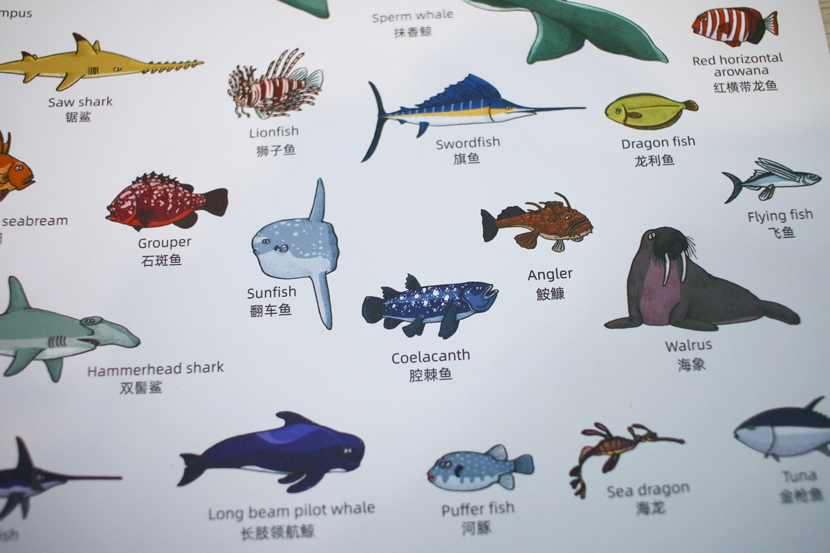 【團購】Mideer 新品篇 :磁性積木、拼圖、桌遊和畫畫作品